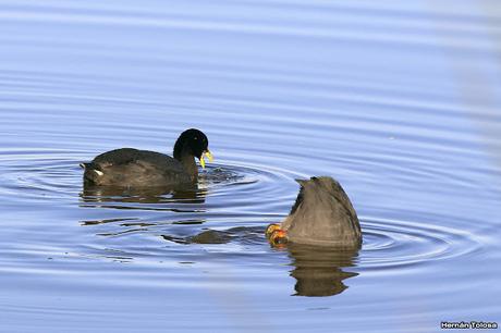Ligas rojas pastando