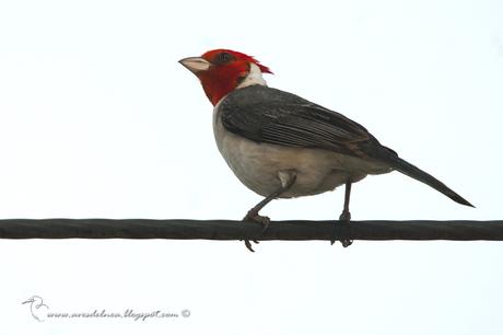 Cardenal común (Red-crested Cardinal) Paroaria coronata