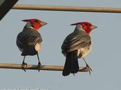 Cardenal común (Red-crested Cardinal) Paroaria coronata