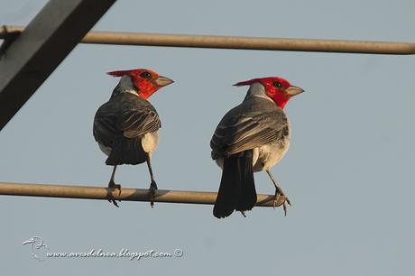 Cardenal común (Red-crested Cardinal) Paroaria coronata