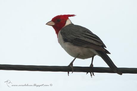 Cardenal común (Red-crested Cardinal) Paroaria coronata