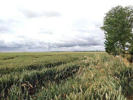 CultivoCerealNestle1