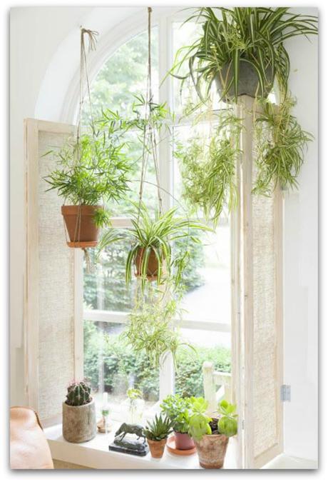 5 plantas a prueba de mascotas y cómo mantenerles alejados de ellas