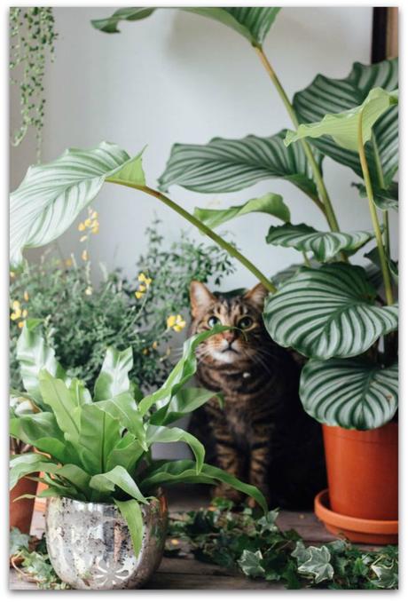 5 plantas a prueba de mascotas y cómo mantenerles alejados de ellas