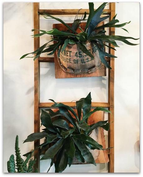 5 plantas a prueba de mascotas y cómo mantenerles alejados de ellas