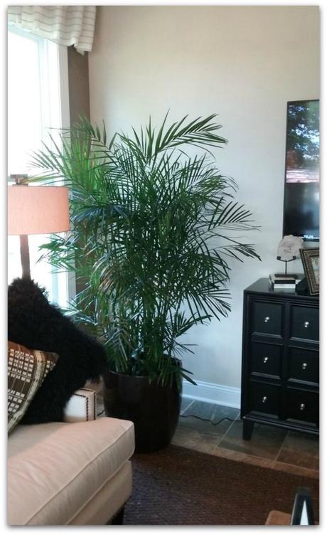 5 plantas a prueba de mascotas y cómo mantenerles alejados de ellas