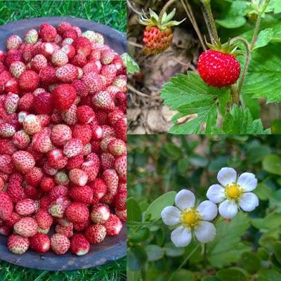 MINI TARTITAS DE FRESITAS DEL BOSQUE Y CREMA PASTELERA