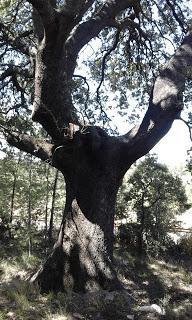 Vía Verde Ojos Negros con bicicleta