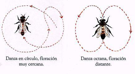 COMO SE COMUNICAN LAS ABEJAS ENTRE SI?? - AS BEES COMMUNICATE WITH EACH OTHER??