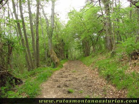 Bosque en Teverga