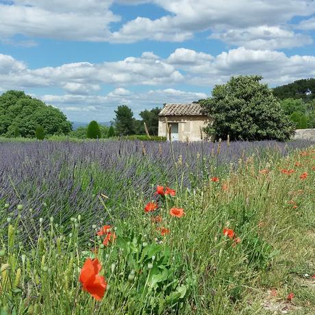 Mi viaje #VPEuropa2016 {Introducción}