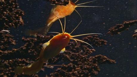 El insólito pez que vive bajo el desierto