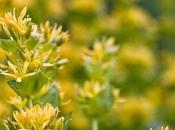 Raíz genciana: Solución rusia para salud digestiva