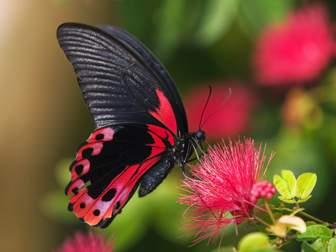 Mariposa posada en una flor