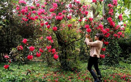 Ruta de la Camelia: El jardín de La Saleta en primavera, del 1 al 30 de junio de 2016. Camellia Route: Saleta's Garden in spring, June, 1-30, 2016.