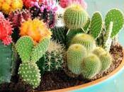 Hermosas plantas ayudan purificar hogar