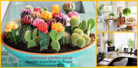 7 Hermosas plantas que te ayudan a purificar tu hogar