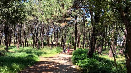 Parque Natural de Carrión, Illa de Aurousa