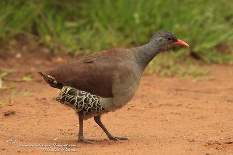 Tataupá común (Tataupa Tinamou) Crypturellus tataupa