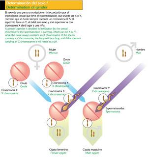 Mosquitos y plantas, lo nuevo de Science