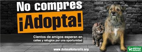 no compres adopta