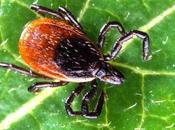 largo plazo antibióticos tuvo éxito manejo enfermedad Lyme