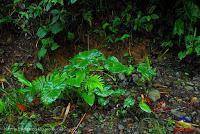 Parque Nacional Manuel Antonio -Quepos de Quepos, Puntarenas-