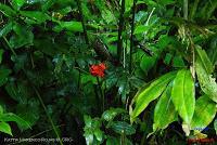 Parque Nacional Manuel Antonio -Quepos de Quepos, Puntarenas-