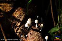 Parque Nacional Manuel Antonio -Quepos de Quepos, Puntarenas-