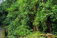 Parque Nacional Manuel Antonio -Quepos de Quepos, Puntarenas-