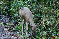 Parque Nacional Manuel Antonio -Quepos de Quepos, Puntarenas-