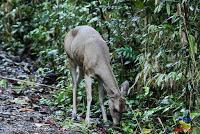 Parque Nacional Manuel Antonio -Quepos de Quepos, Puntarenas-