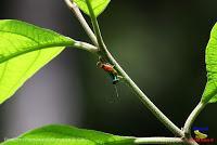 Parque Nacional Manuel Antonio -Quepos de Quepos, Puntarenas-