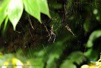 Parque Nacional Manuel Antonio -Quepos de Quepos, Puntarenas-