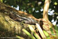 Parque Nacional Manuel Antonio -Quepos de Quepos, Puntarenas-