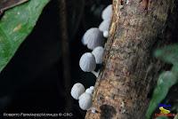 Parque Nacional Manuel Antonio -Quepos de Quepos, Puntarenas-