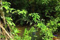 Parque Nacional Manuel Antonio -Quepos de Quepos, Puntarenas-