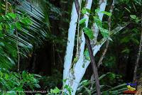 Parque Nacional Manuel Antonio -Quepos de Quepos, Puntarenas-