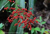 Parque Nacional Manuel Antonio -Quepos de Quepos, Puntarenas-