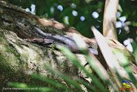 Parque Nacional Manuel Antonio -Quepos de Quepos, Puntarenas-