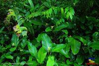Parque Nacional Manuel Antonio -Quepos de Quepos, Puntarenas- Parque Nacional Manuel Antonio -Quepos de Quepos, Puntarenas-
