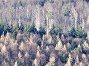 Alemania: escapadas Selva Negra desde Stuttgart