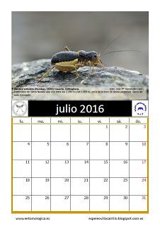 Calendario AeE-GEV. Julio 2016