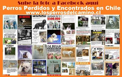 https://www.facebook.com/pages/Los-perros-del-camino/413718910520