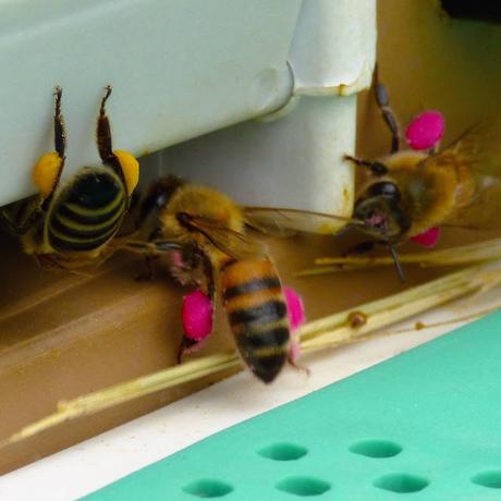 POLEN EN ROJO - POLLEN IN RED.