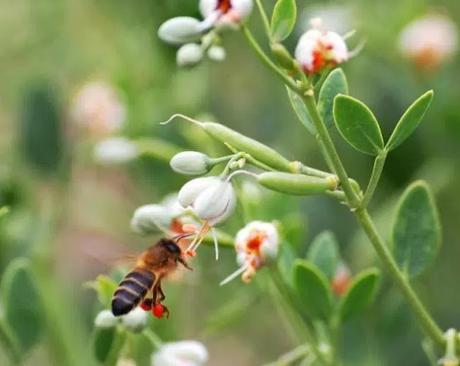 POLEN EN ROJO - POLLEN IN RED.