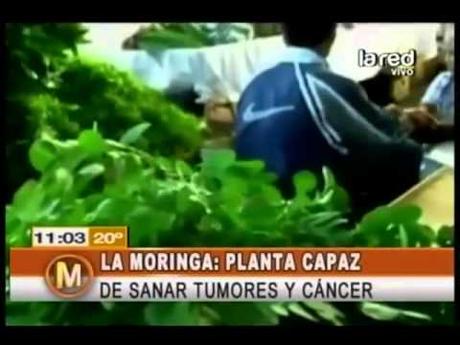 Moringa: la maravillosa planta que cura el cáncer y más de 300 enfermedades