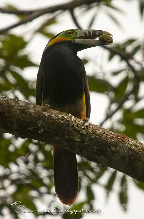 Arasarí chico (Spot-billed Toucanet) Selenidera maculirostris