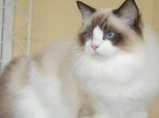 Aprende Identificar Presencia Parásitos Gatos