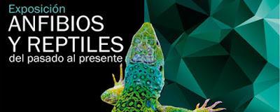 Proyección del documental de las salamandras de Oviedo y exposición de anfibios y reptiles